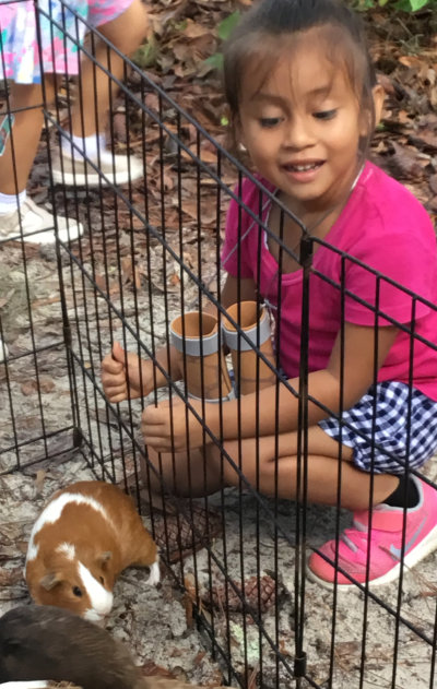 cute little girl watching a guinea pig